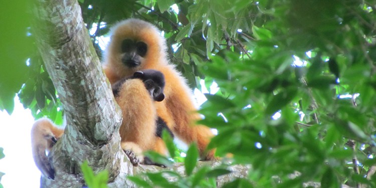 940g-Hainan-Gibbon_Nomascus-nasutus_hainanus-_c__Jessica-Bryant_WWF.jpg